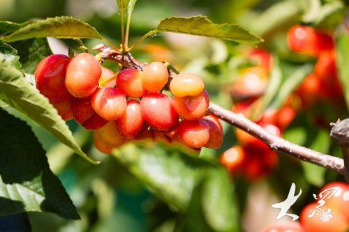 樱桃琥珀,探寻自然与艺术的完美融合