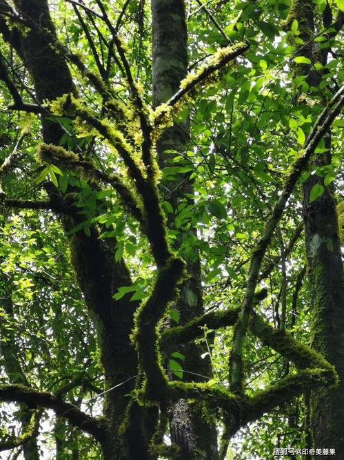 晨间之美,晨间之美掠影